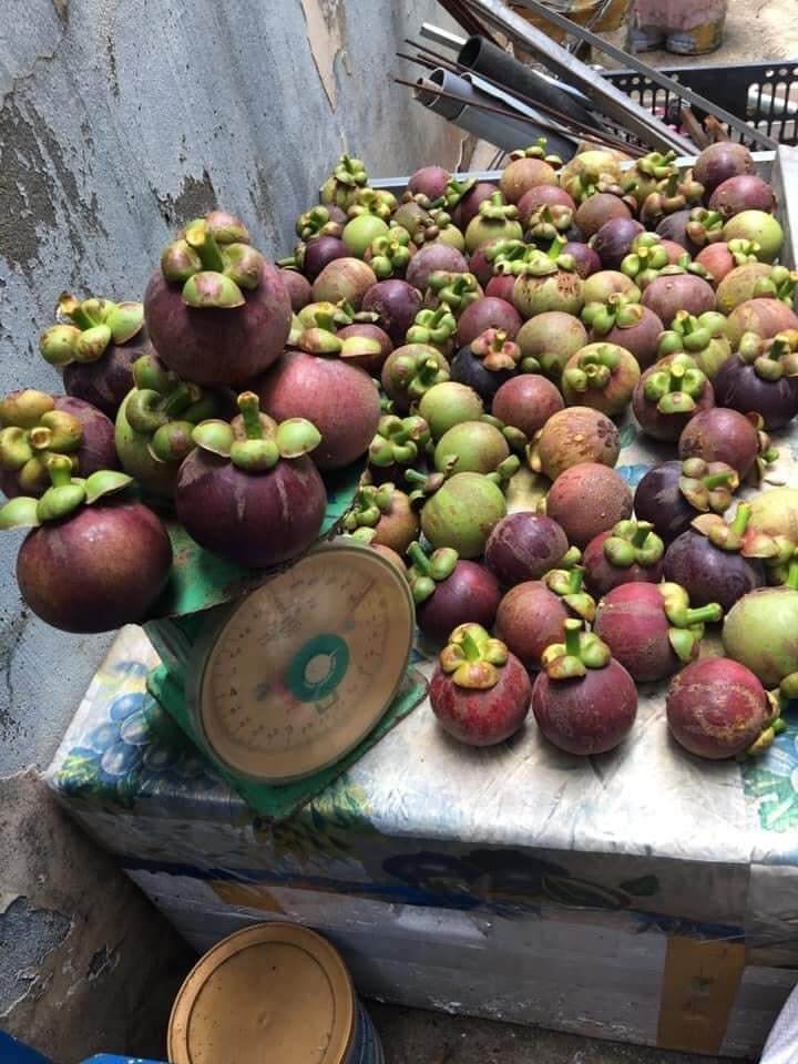 Cây măng cụt thái siêu sớm (2 năm)