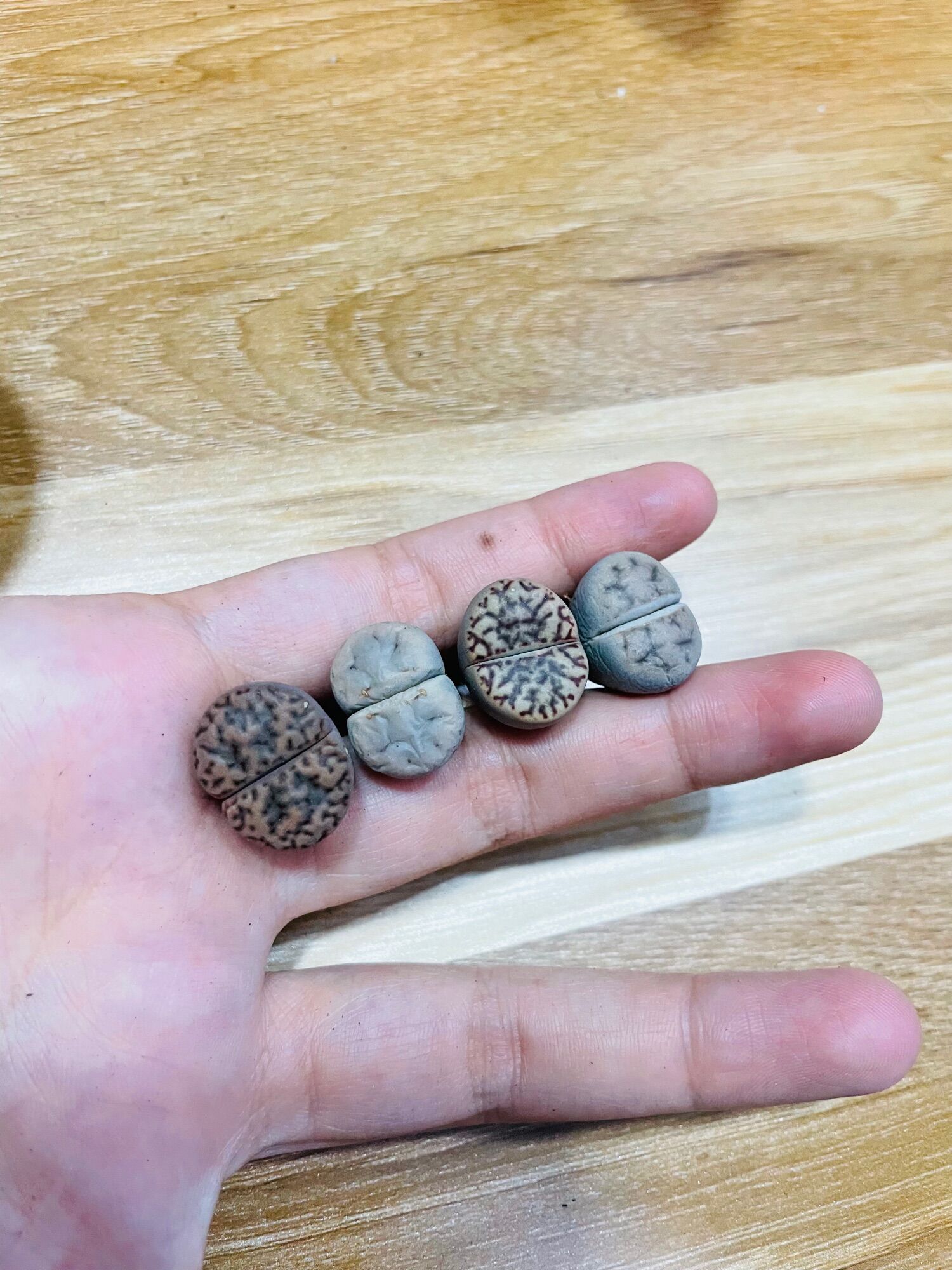 Sen mông, lithops, thạch lan vân siêu đẹp size 1-2cm