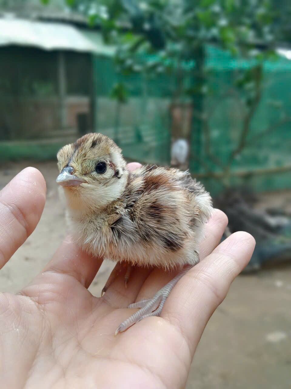 10 trứng chim trĩ về ăn