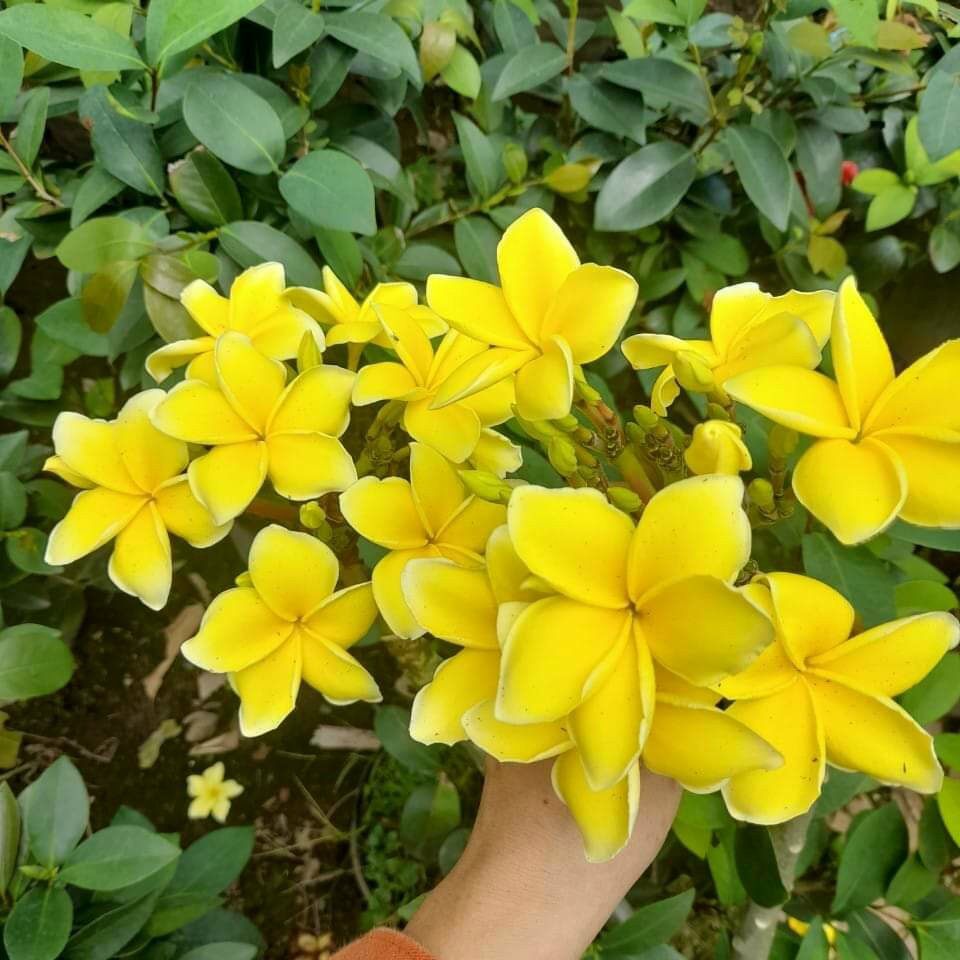 Cây sứ đại vàng hoa thơm