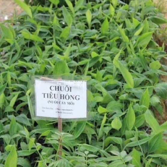 Cây giống chuối tiêu hồng (1caay cao 35cm)