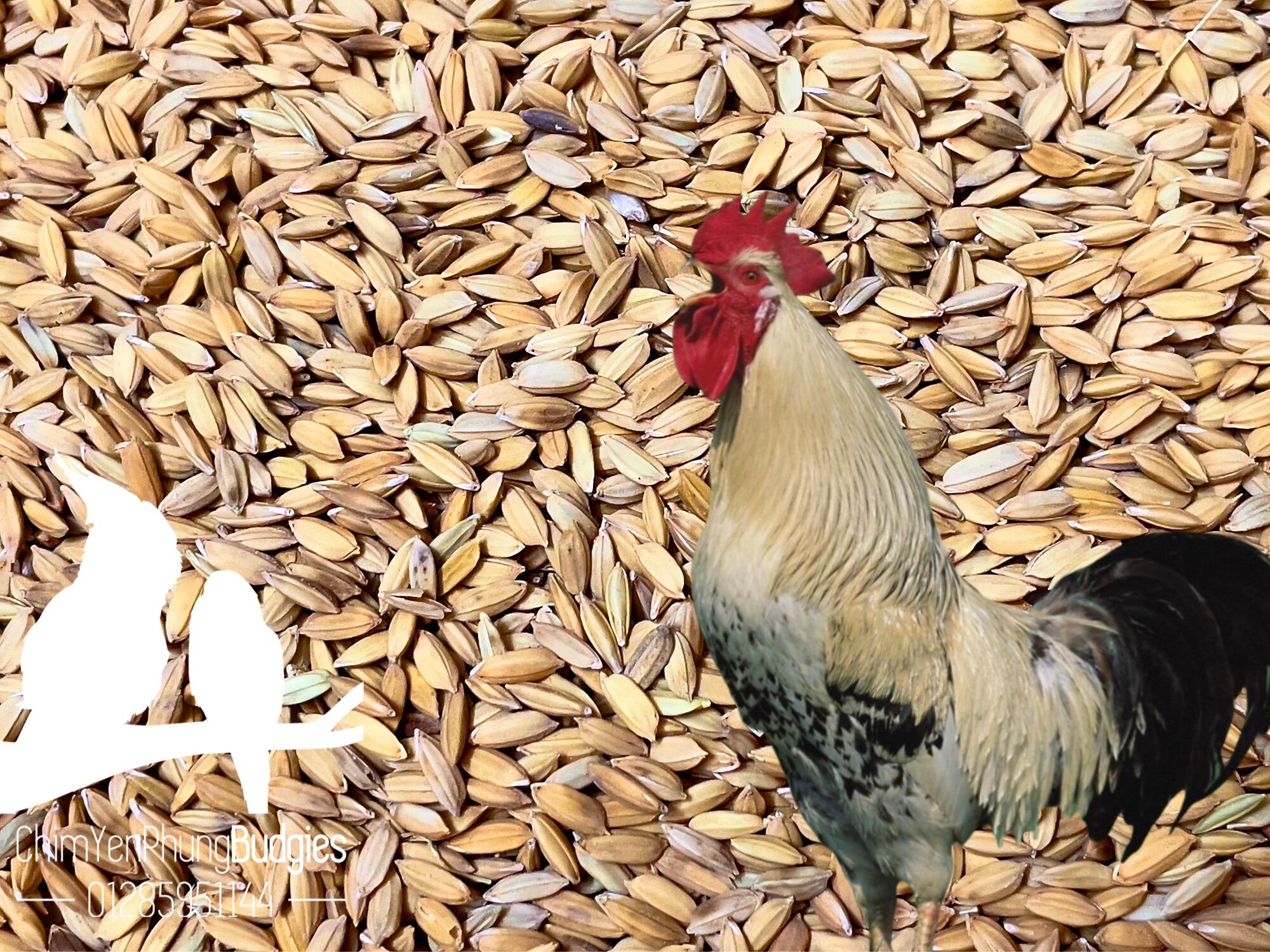 1kg hạt lúa (thóc) cho chim kiểng, gà kiểng hoặc ươm nảy mầm.