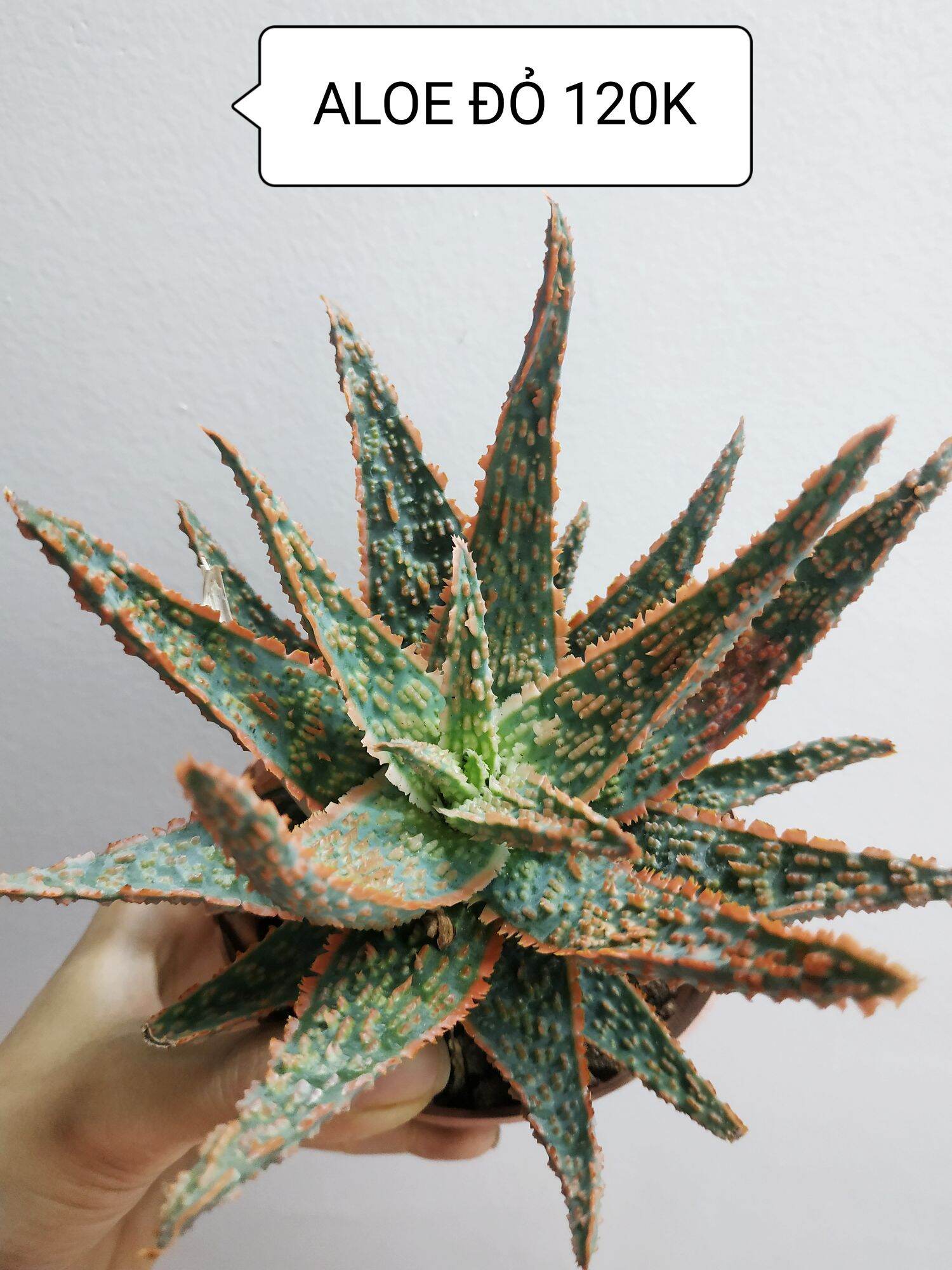 Xương rồng aloe