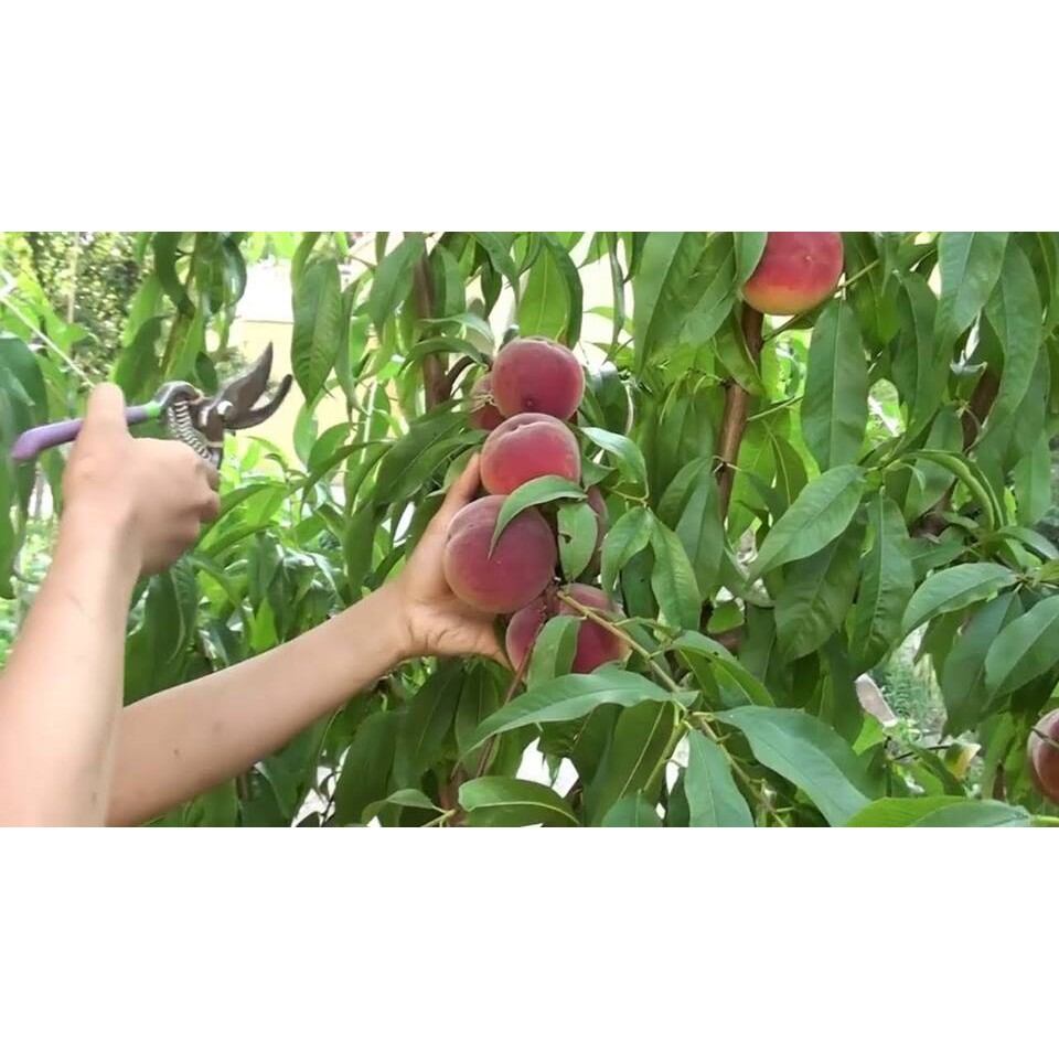 Cây đào tiên nhật đới nhật bản