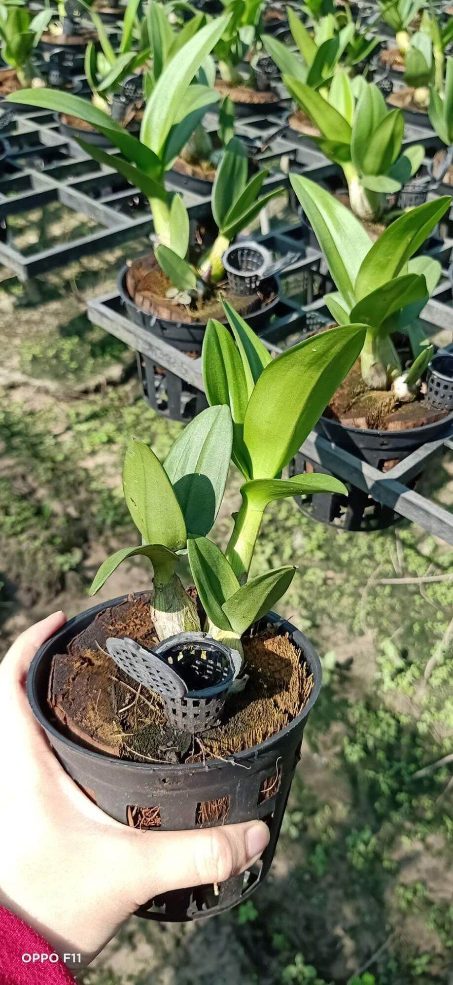 Denro mini trắng họng tím đứng ngọn sắp hoa