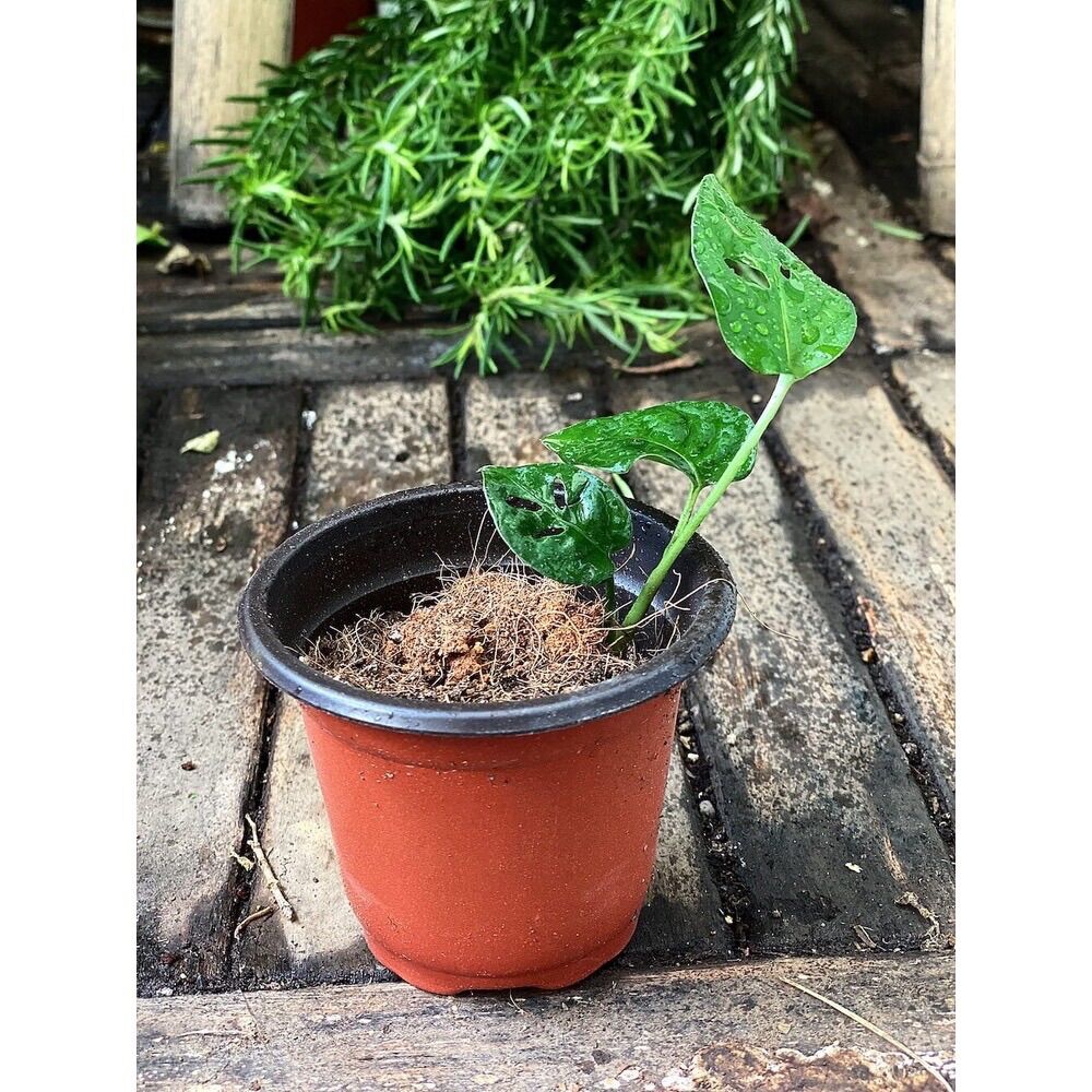 Cây giống Monstera adansonii Five Holes (Trầu Bà Lỗ, Quái Vật Lỗ)