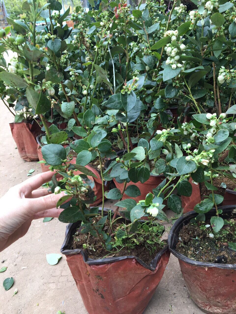 Cây việt quất đang trái sum suê