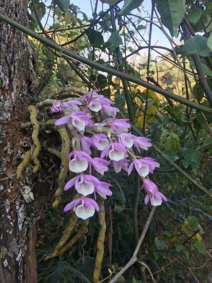 Hoa Lan hoàng thảo vôi