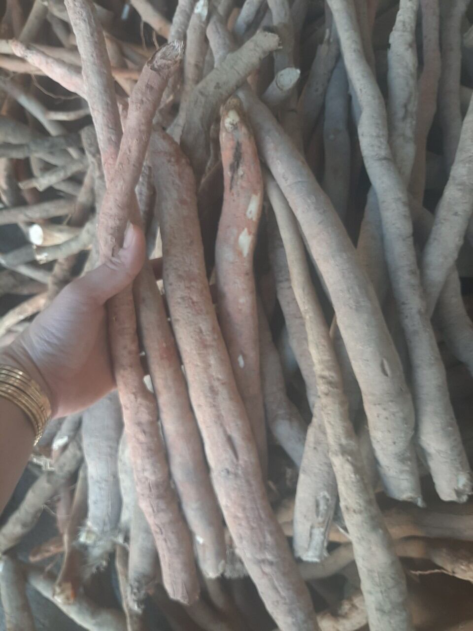Sâm cau rừng, lâu năm,  KonTum