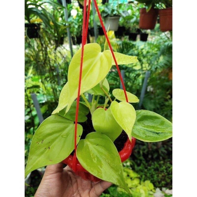 ♡♡♡ Trầu bà Philodendron Hederaceum 'Lemon Lime