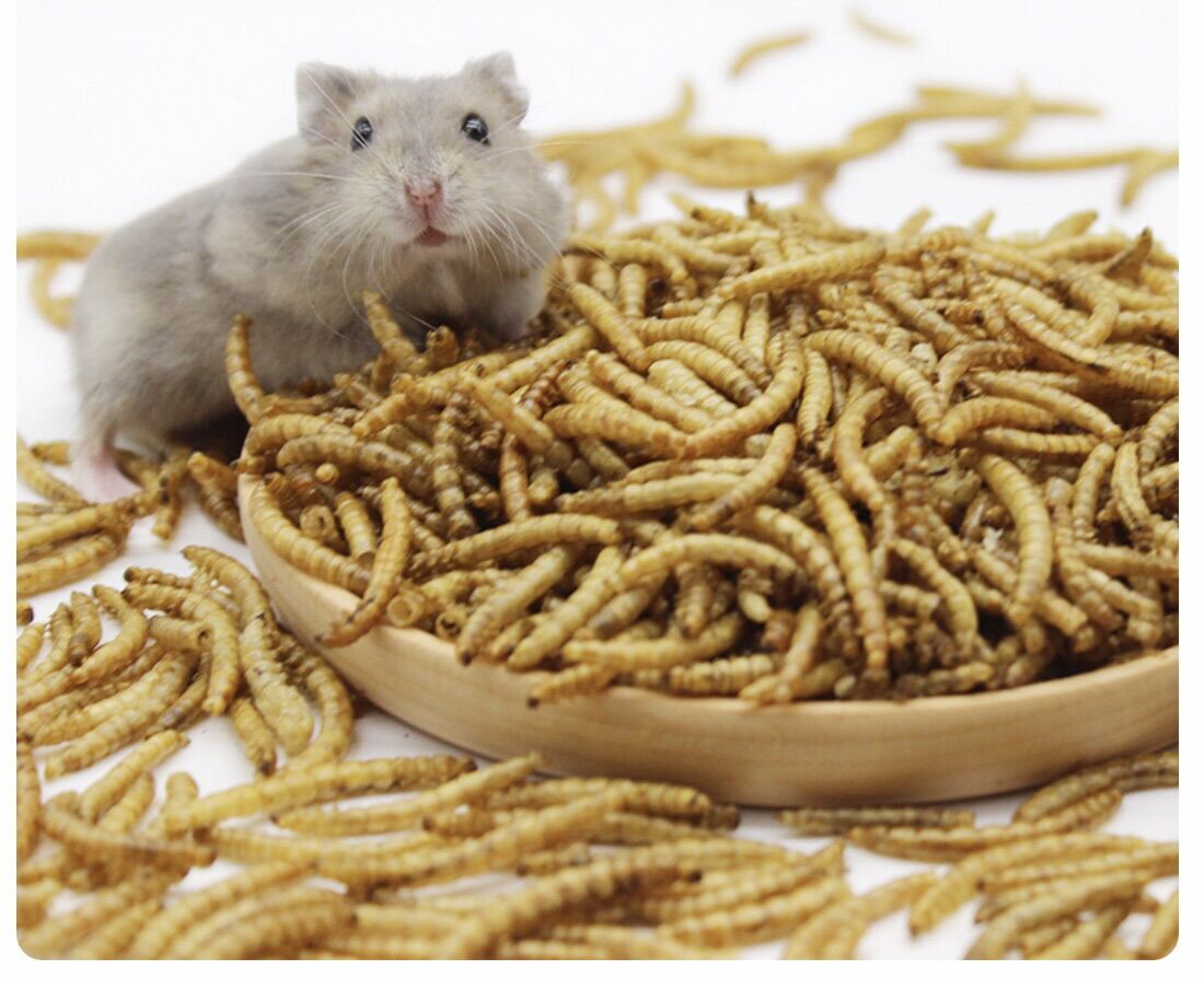 ❤️❤️Super sâu to thơm ngon ,bổ béo Cho hamster ,nhím ,sóc uc ,sóc bay