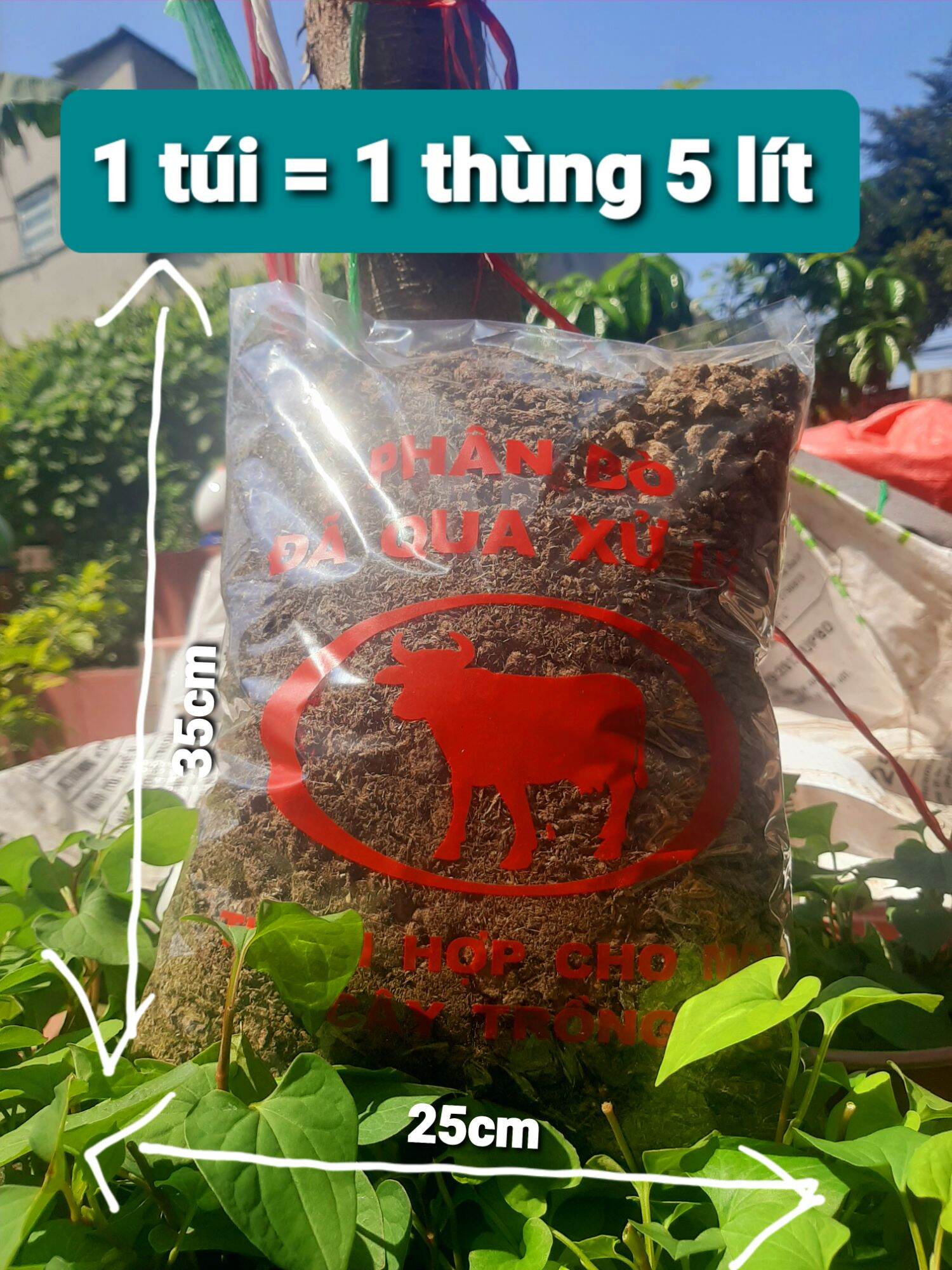 Phân bò con bò đỏ loại 25×35cm