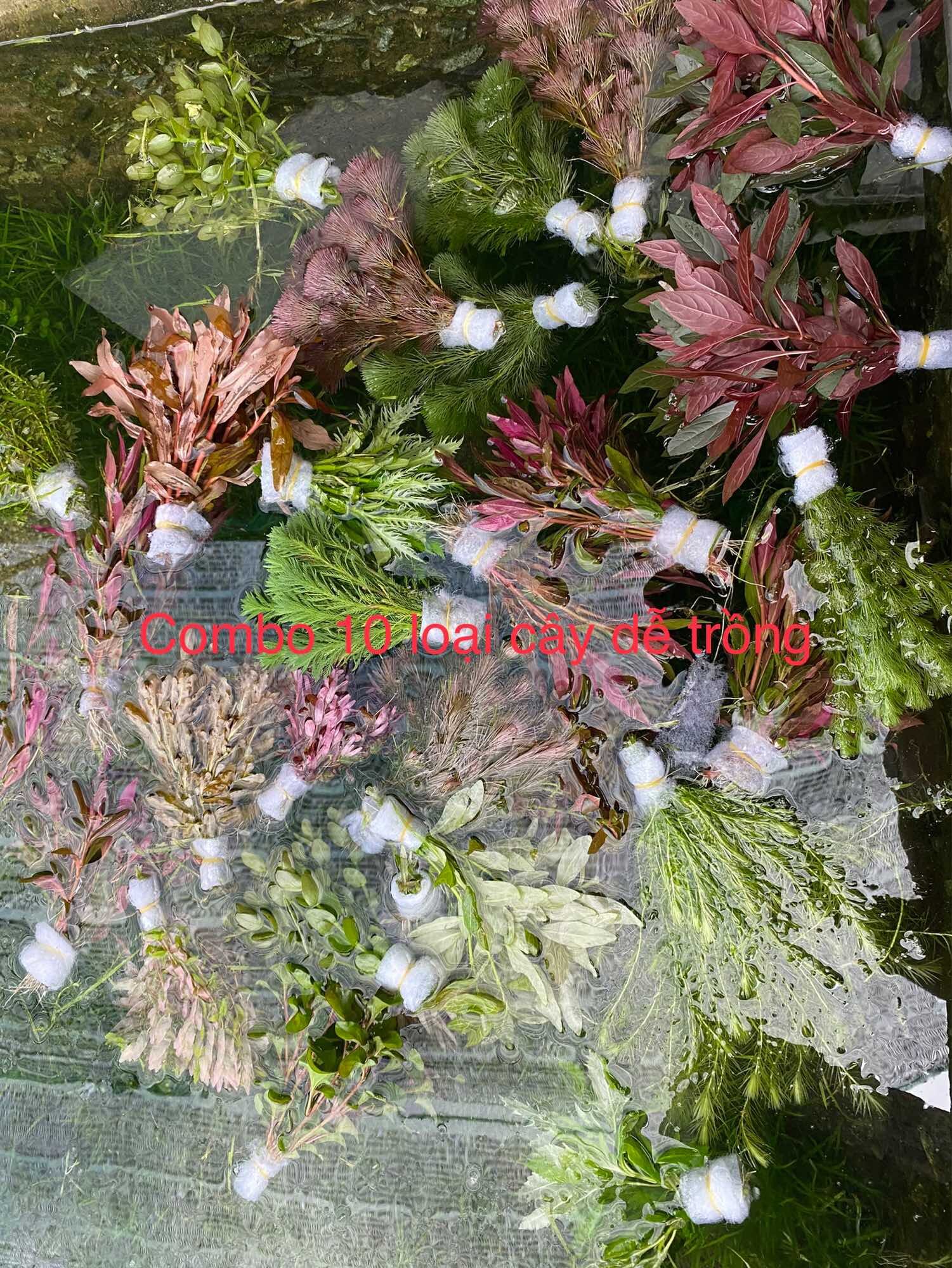 COMBO 10 LOẠI CÂY THỦY SINH DỄ TRỒNG