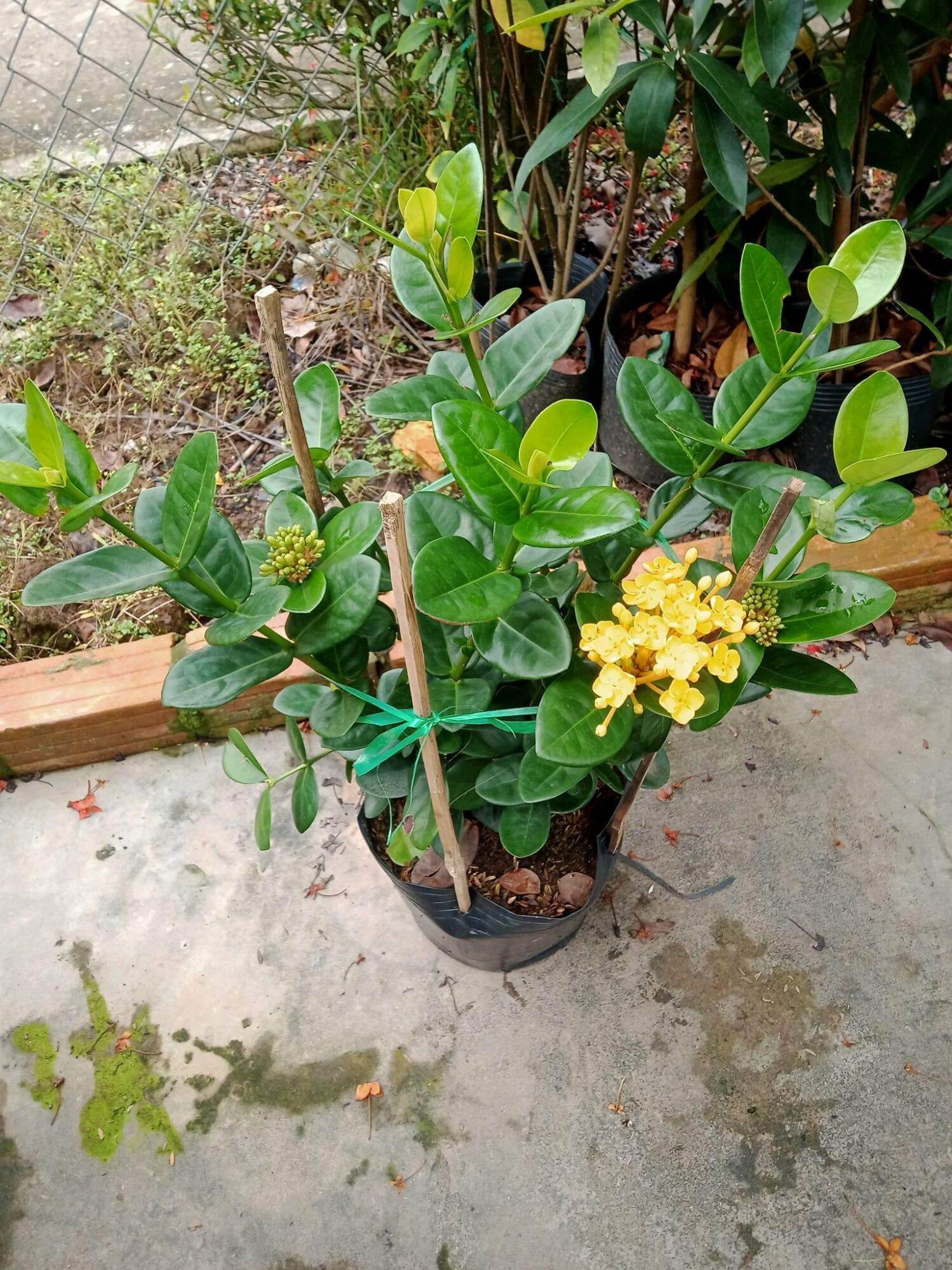 Cây phụng hoàng kim lớn