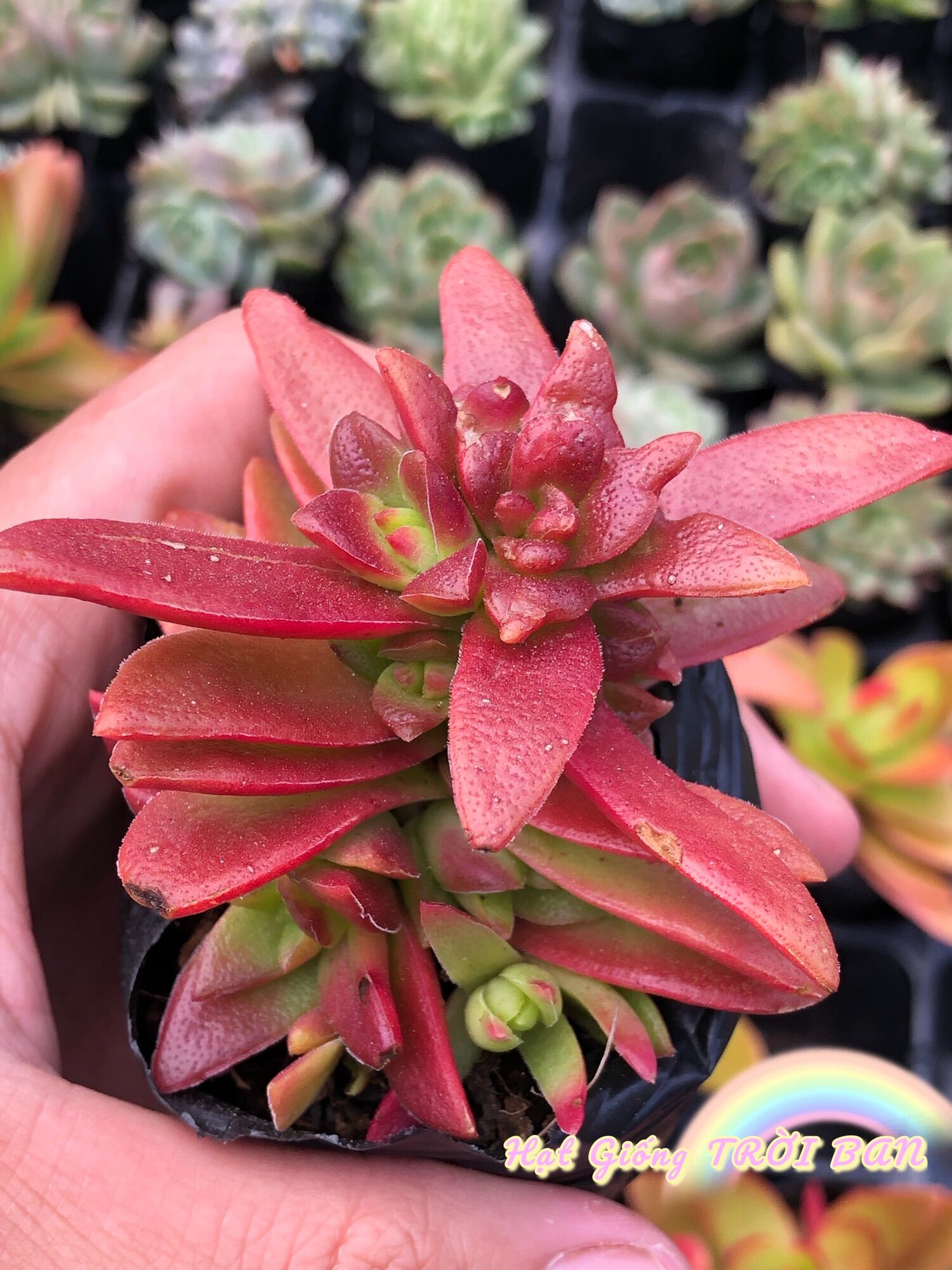 SEN ĐÁ TỨ PHƯƠNG ( Tím) GIỐNG ĐÀ LẠT 🥰XUẤT VƯỜN ĐÀ LẠT 😍 ĐÃ THUẦN KHÍ HẬU 🤑 SỐ LƯỢNG CÓ HẠN 🤫