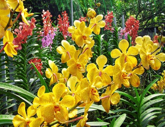 Combo 5 Cây Lan Giống Mokara Màu Đỏ(Cây cao 30-40cm)