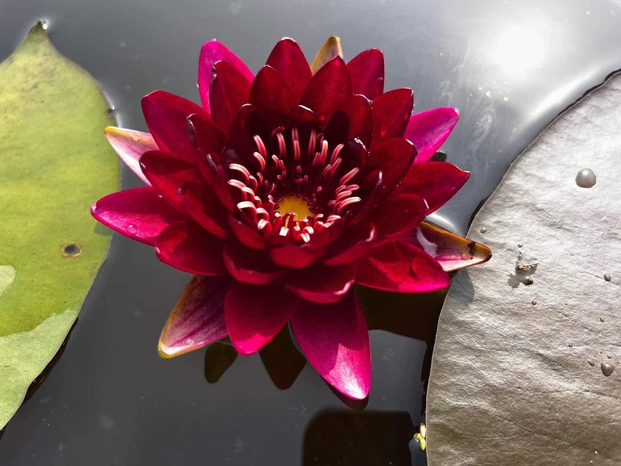 Củ hoa súng thái chơi Tết