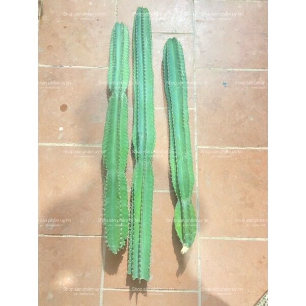 Xương rồng trụ pila catus