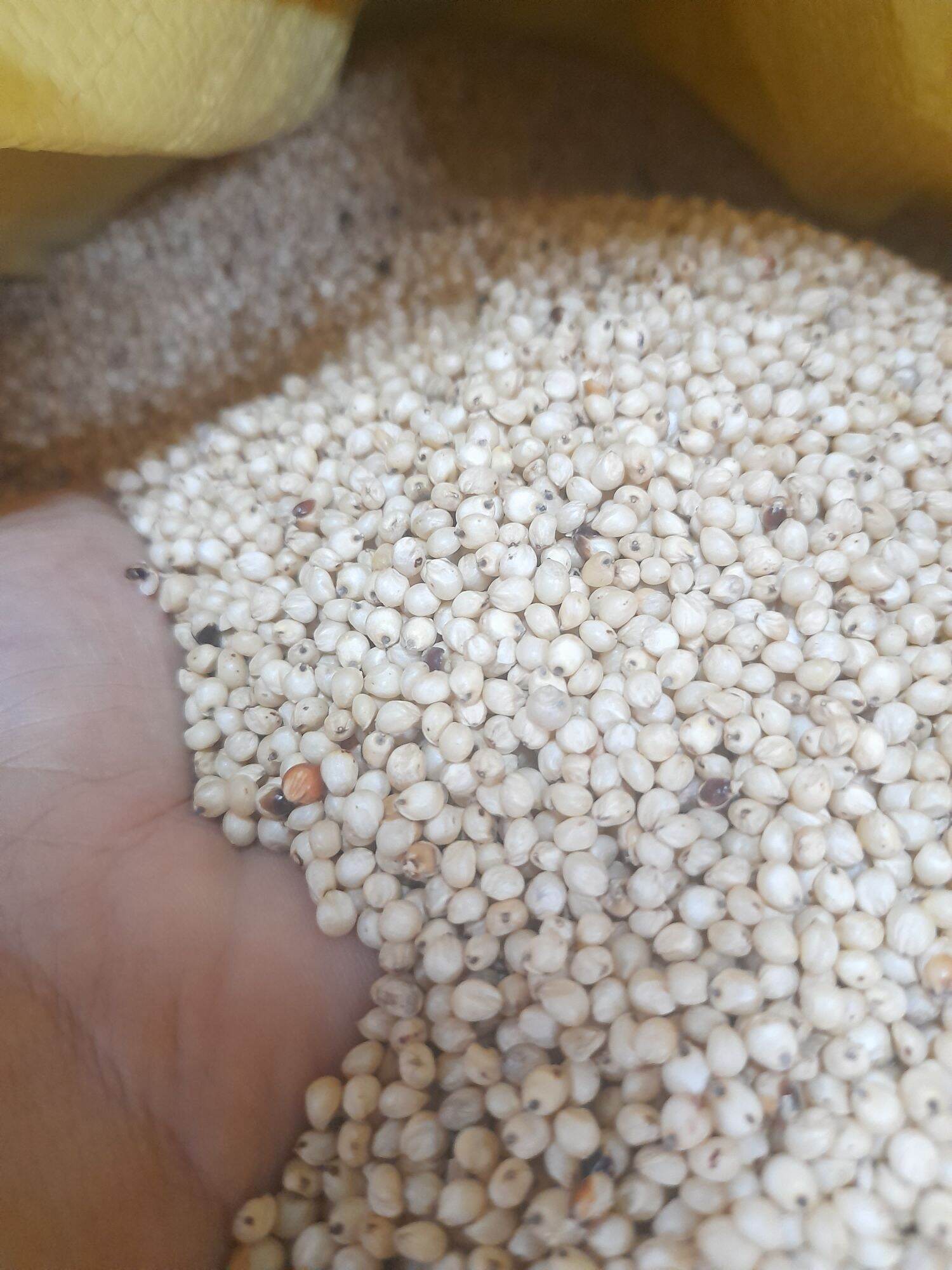 Bo bo trắng Úc 1kg