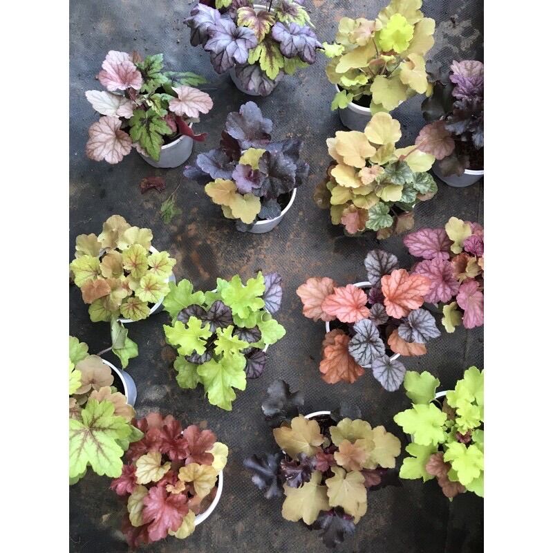CÂY CHUÔNG SAN HÔ- Heuchera-45 màu,ib shop chọn