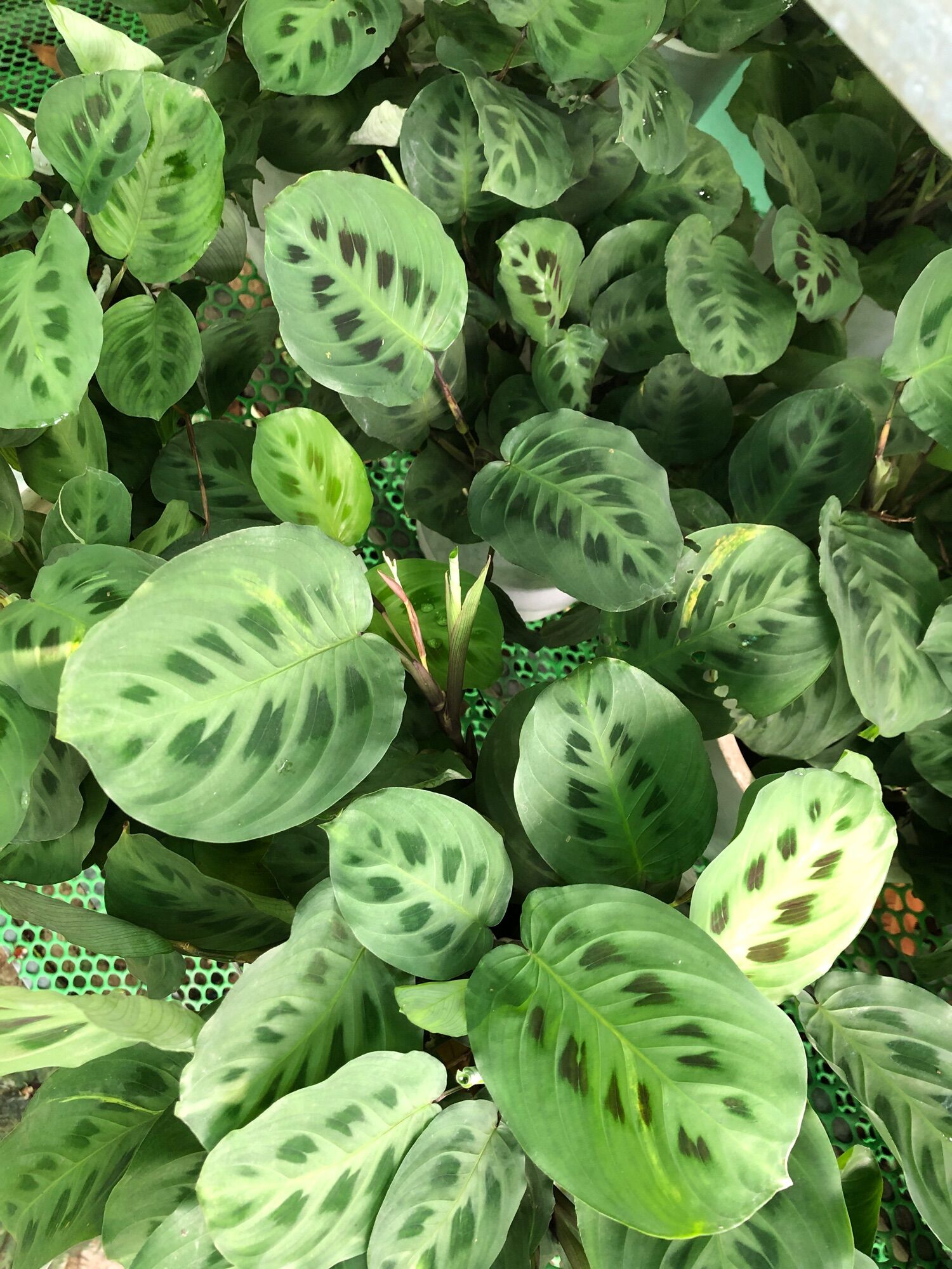 Chậu đuôi công xanh/ Green Maranta