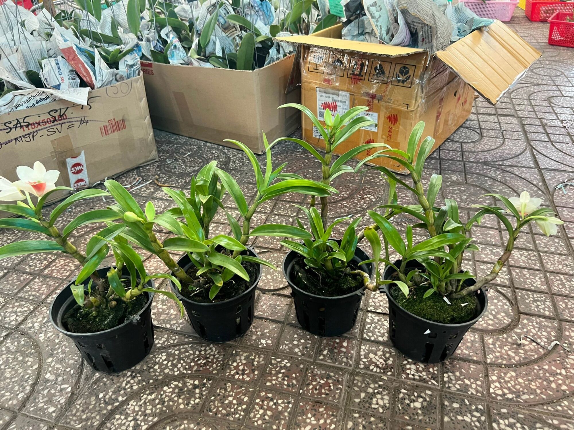 Lan Damari Trưởng Thành - Cây Thuần Vườn