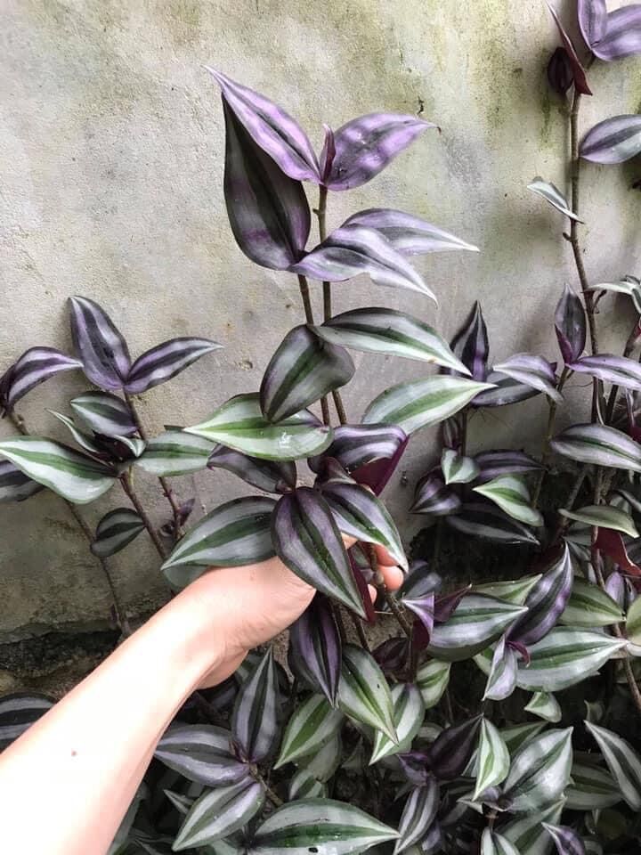 Hoa Lan quý hiếm kim tuyến(1 cây)