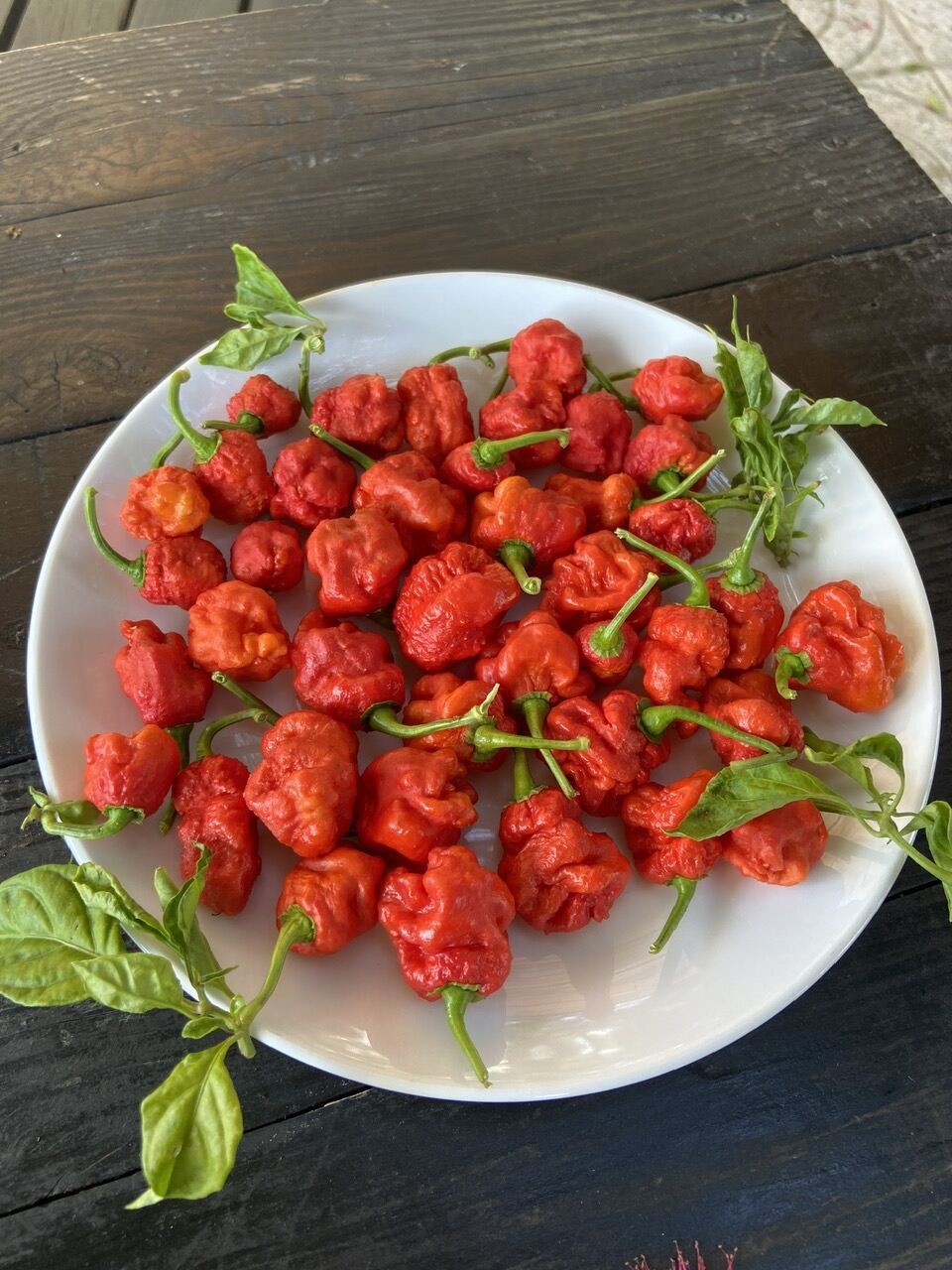 Quả ớt carolina reaper tách hạt làm giống,ớt cay nhất thế giới