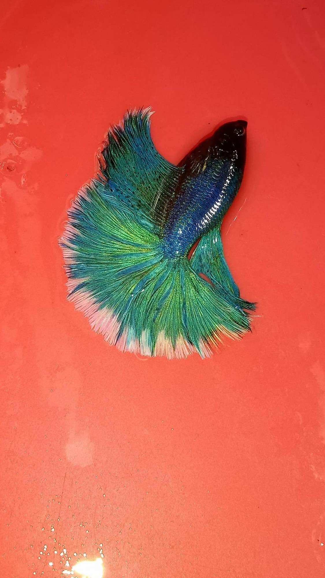 Betta Halfmoon trống đa sắc
