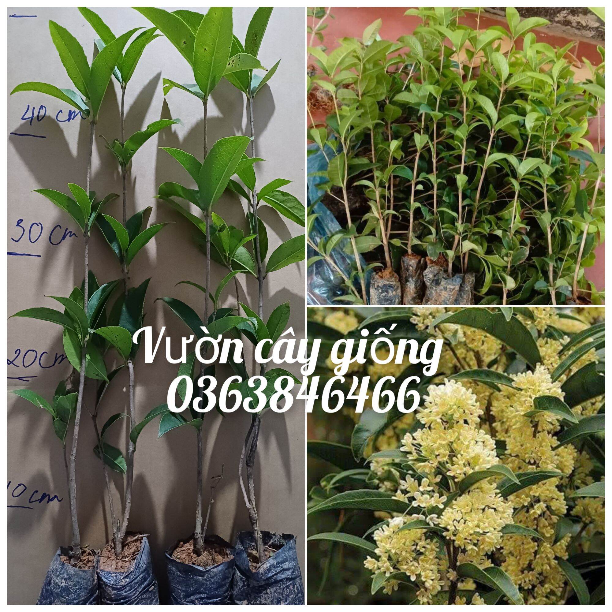 Cây giống mộc hương ta hoa vàng cao 35-45cm