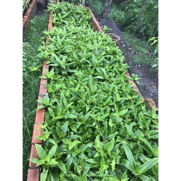 Cây lược vàng giống cây to