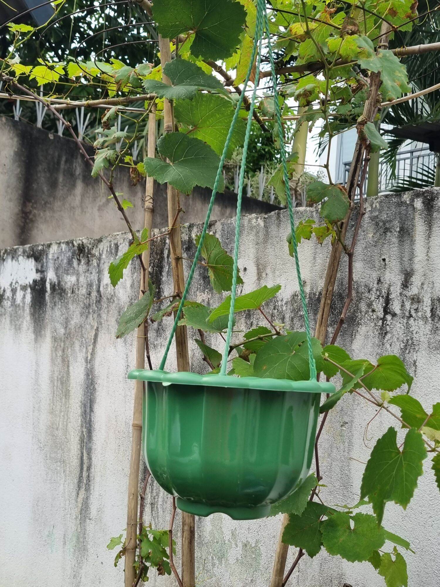 Chậu bí treo size 22cm