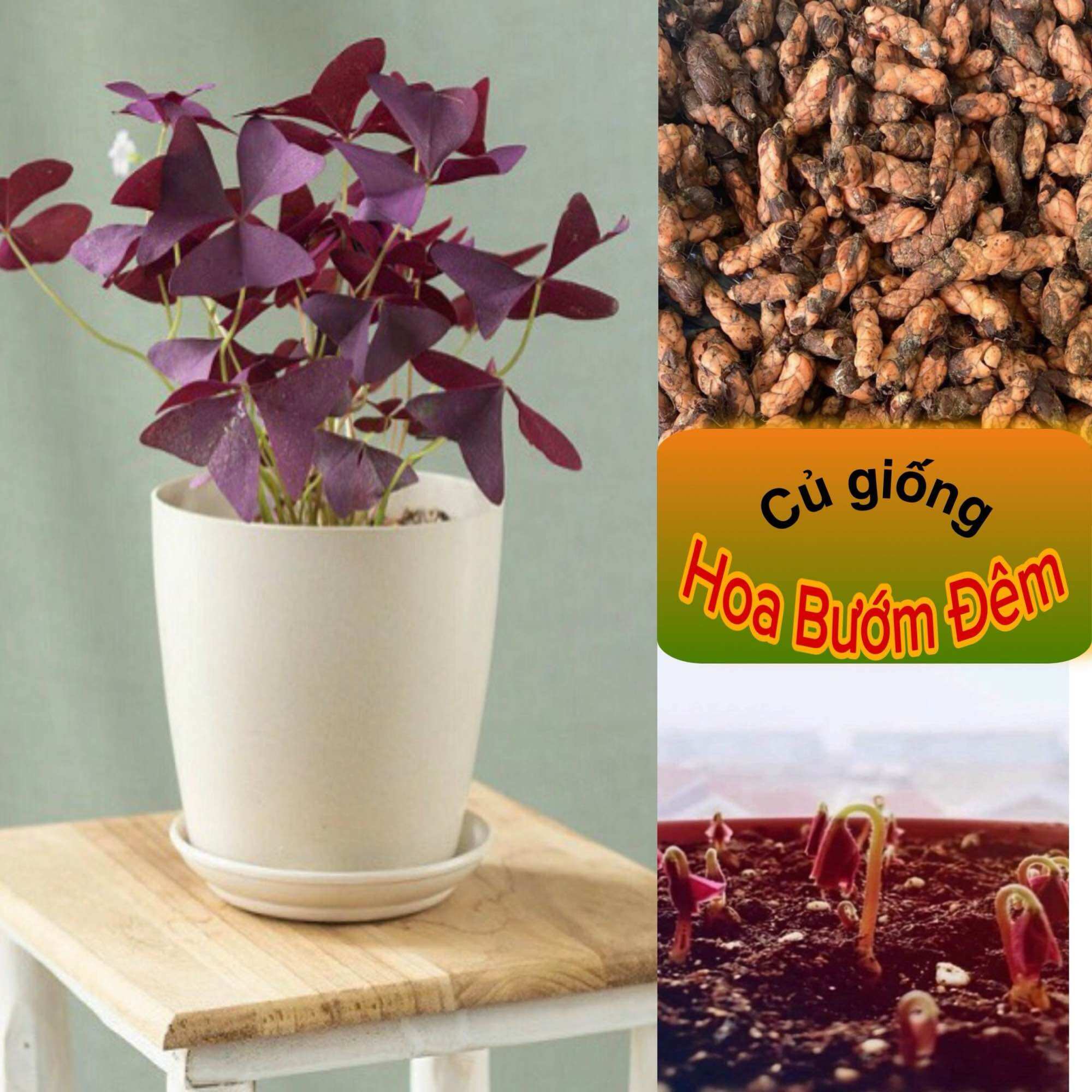 Comho 10 củ giống hoa bướm đêm