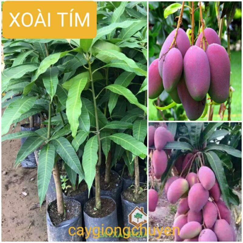 GIỐNG CÂY XOÀI TÍM HẠT LÉP