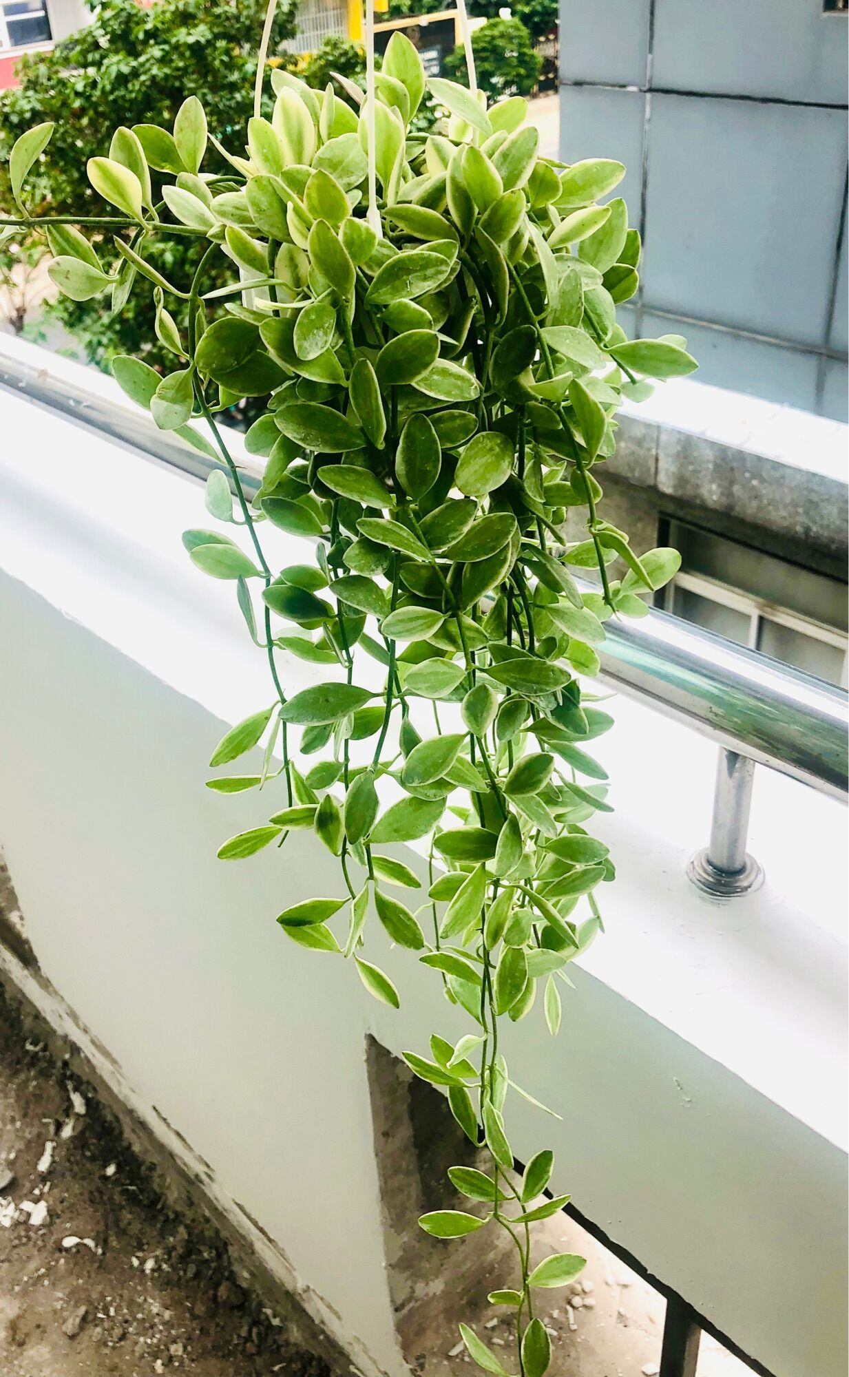 Chậu treo lan hạt dưa cẩm thạch 8x50cm