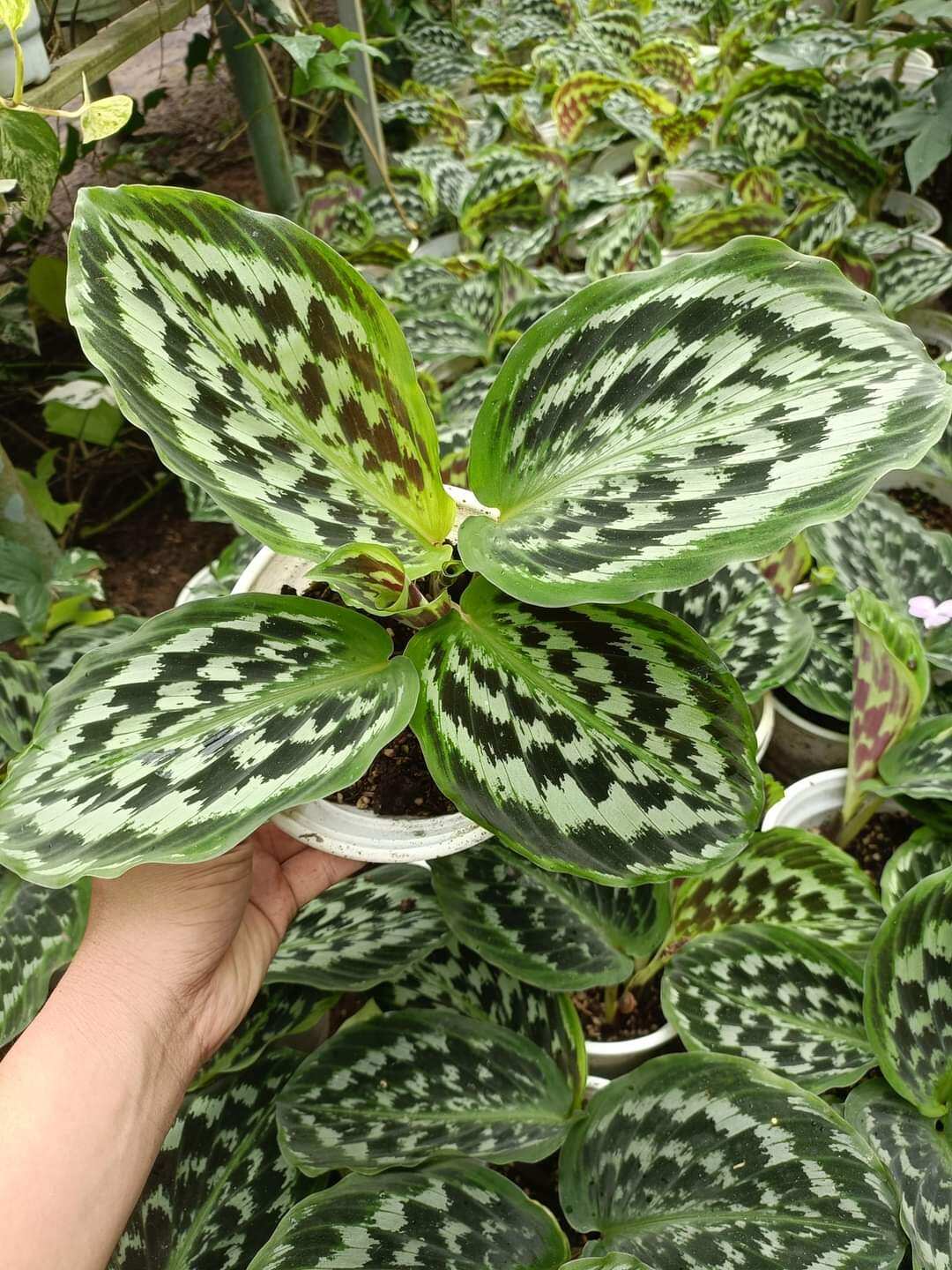 Cây đuôi công calathea merak