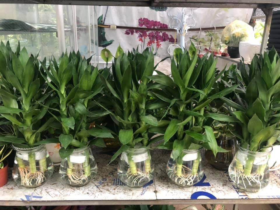 cây phát lộc thủy sinh (cây phát tài búp sen)