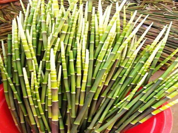 Măng trúc, măng ớt siêu ngon 1kg