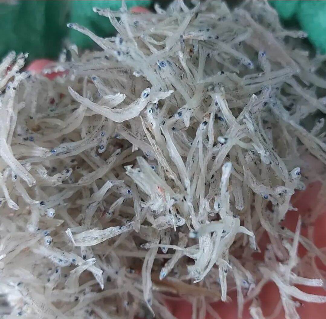 Cá Cơm Sữa Khô Tĩnh Gia Thanh Hoá 0.5 kg