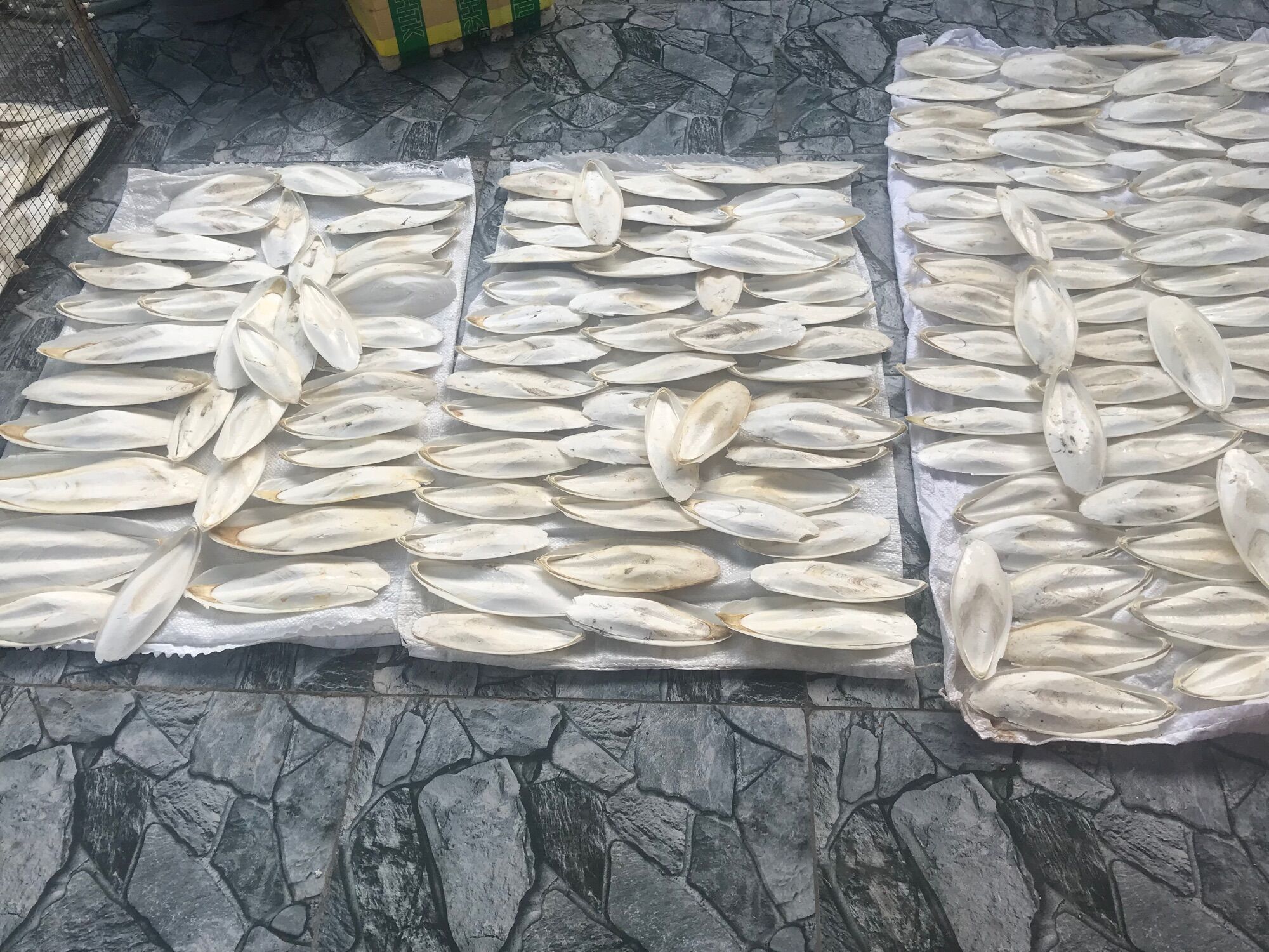 Nang mực khô KT 18-19cm/1cái