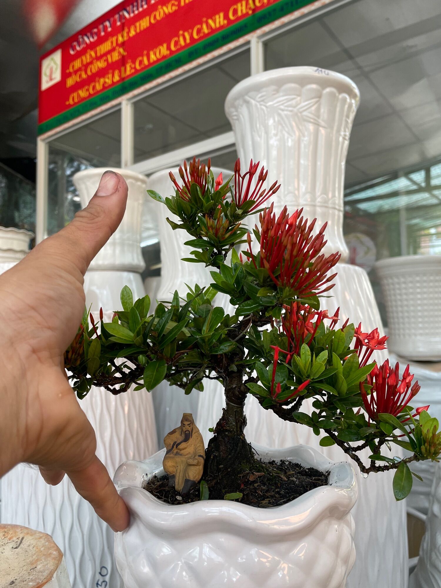 Trang Thái đỏ bonsai mini có chậu