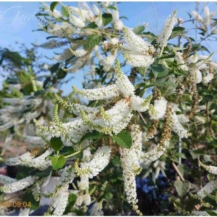 Cây Hoa Bạch Trầm Hương