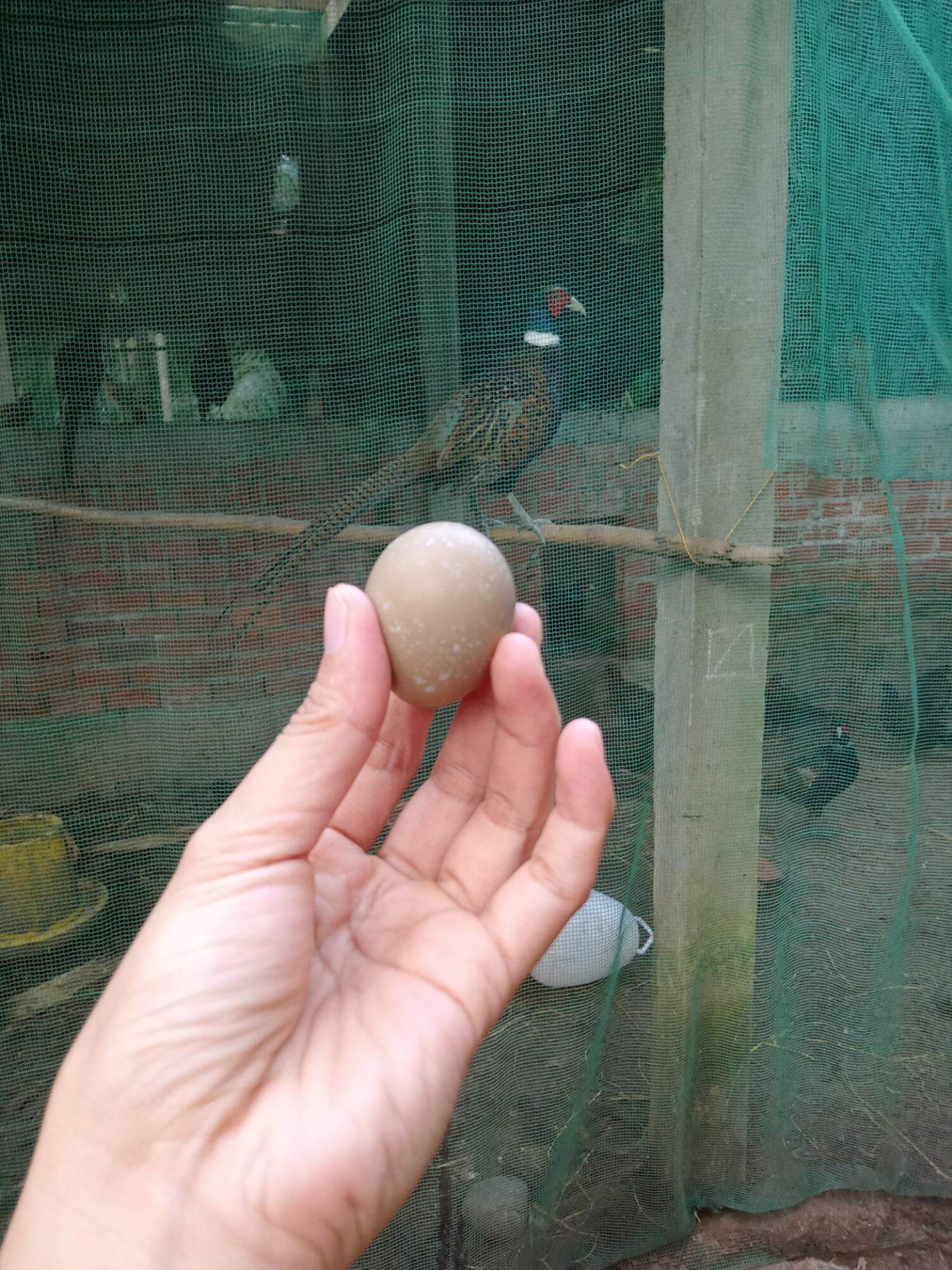 10 quả trứng chim trĩ so ăn rất bổ