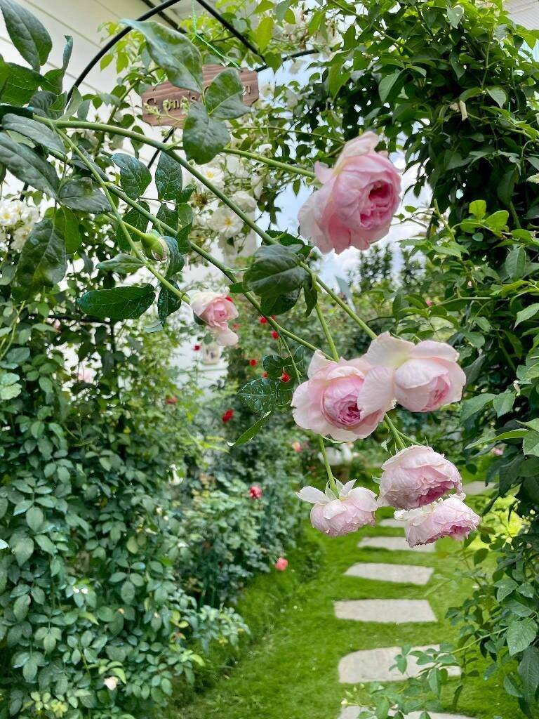 0PHÂN BÓN THÔNG MINH RYNAN. NPK 23-08-08+TE (RYNAN® FLOWERMATE 230)