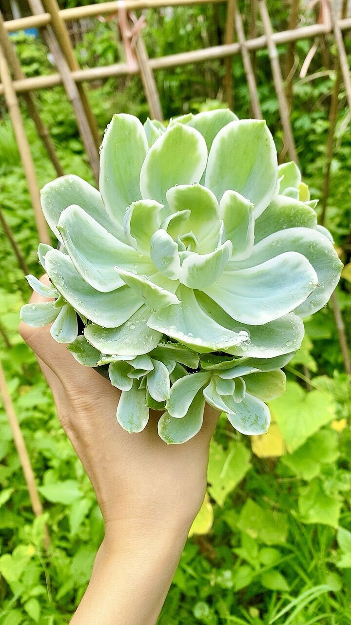 Sen đá var bụi