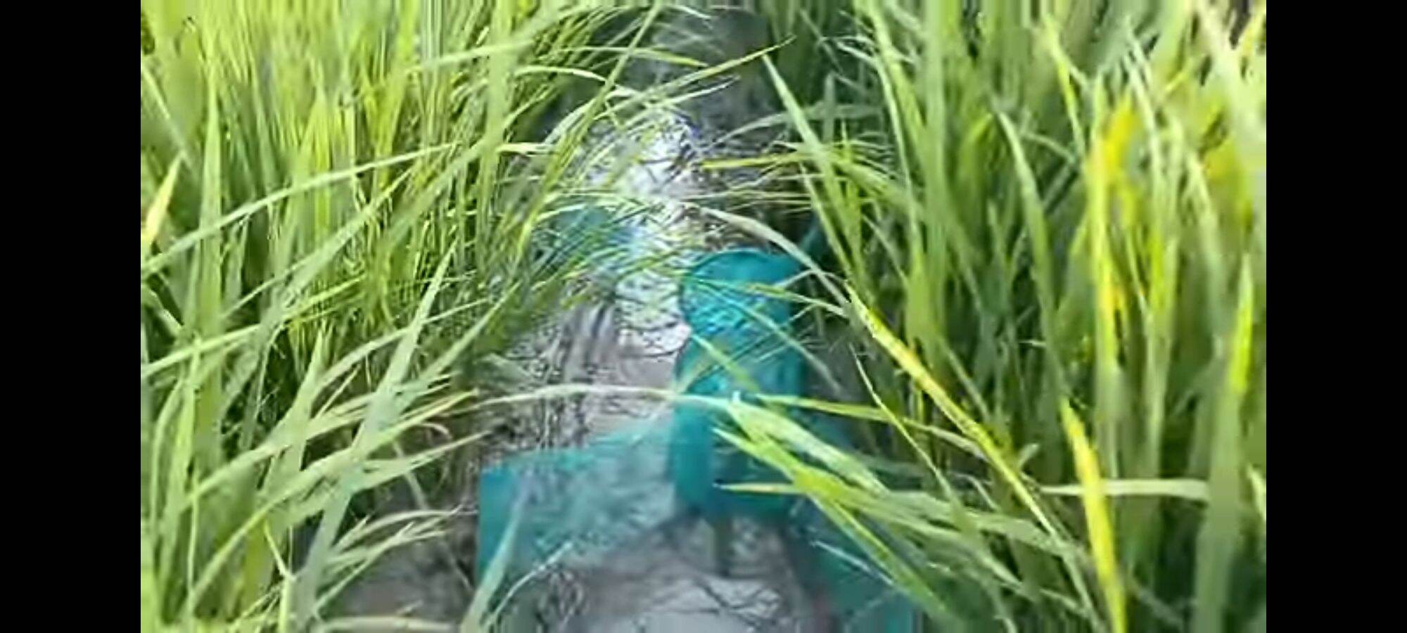Lợp bẫy ếch đồng đa năng