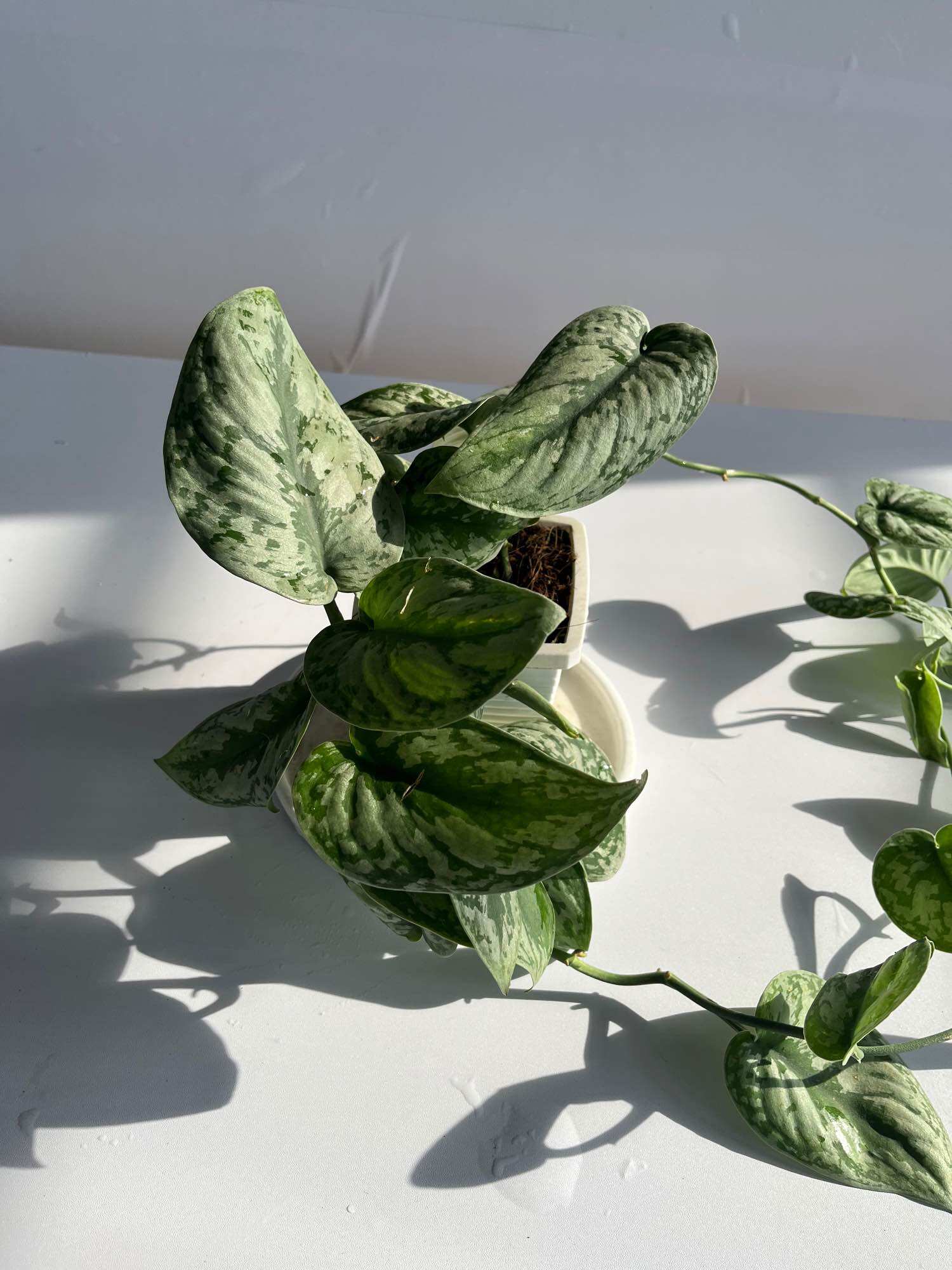 Trầu bà Lụa - (Scindapsus Pictus) - Chậu treo hoặc chậu gốm, cây dài 20-30cm