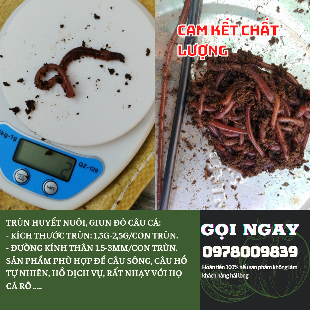 Trùn câu cá