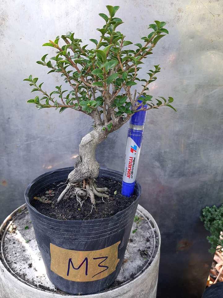 Sam hương bon sai để bàn dạng phôi, ĐÃ TẠO DÁNG