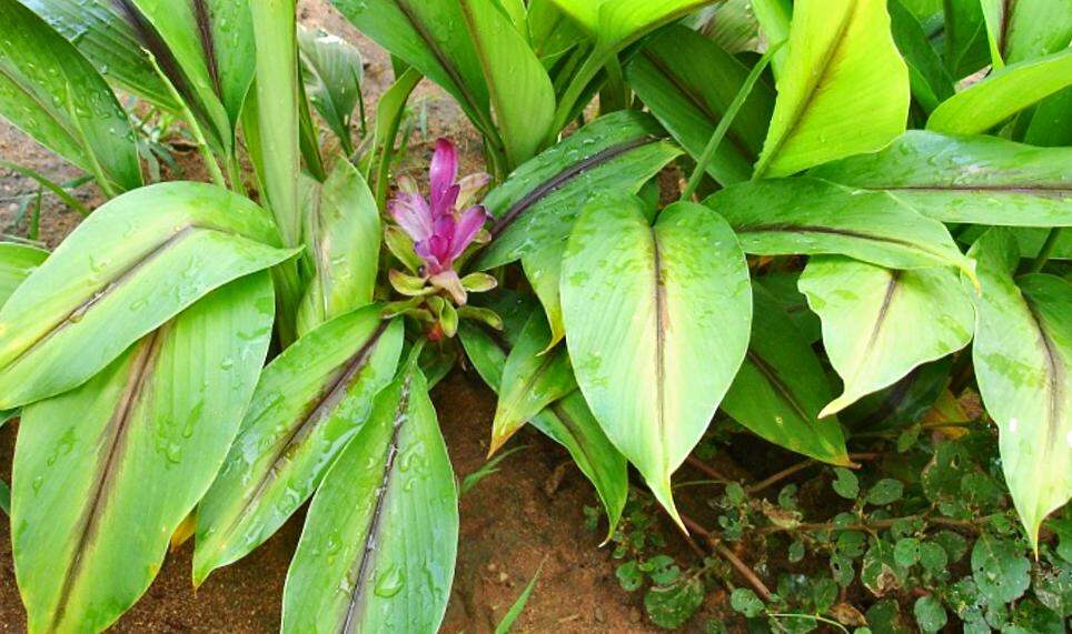 Củ nghệ đen tưởi giá rẻ hàng ms nhổ(2kg)